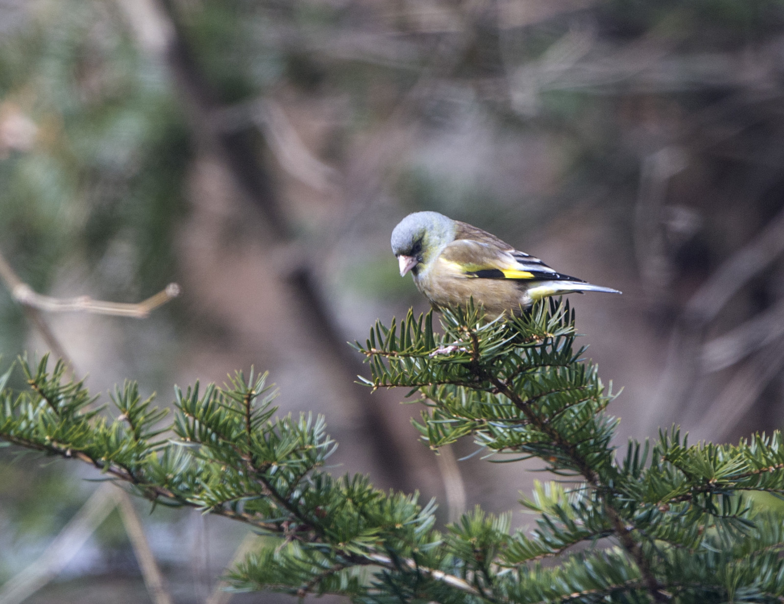 image Oriental Greenfinch